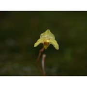 utricularia bremii heer