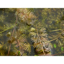 utricularia intermedia hayne