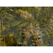 utricularia intermedia hayne