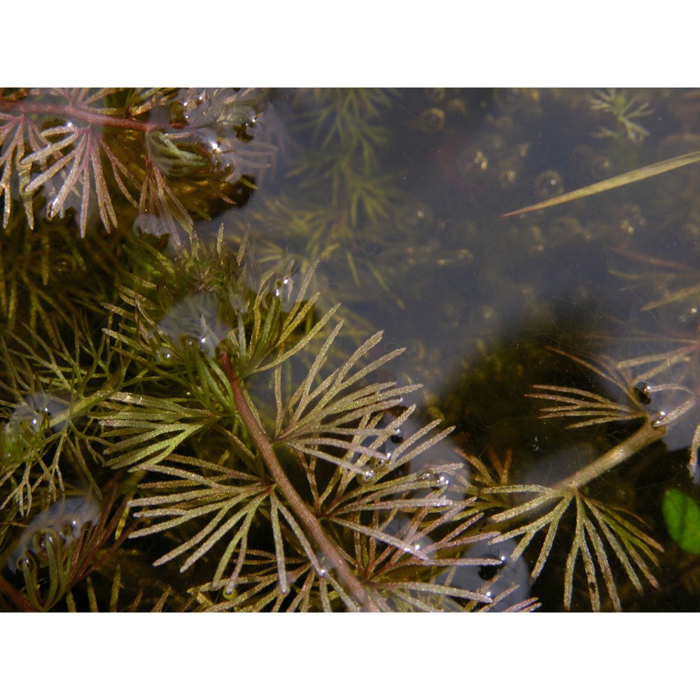 utricularia intermedia hayne