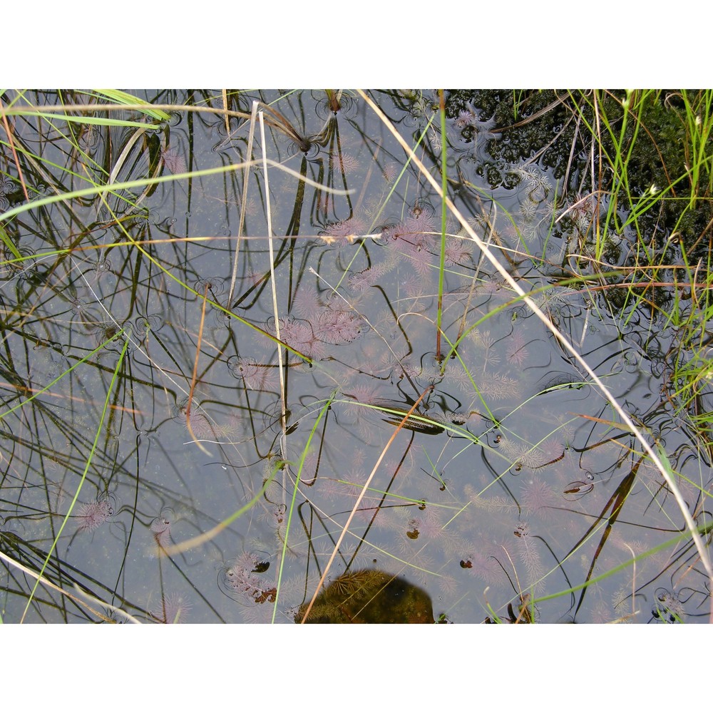 utricularia intermedia hayne