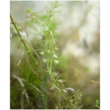 utricularia minor l.