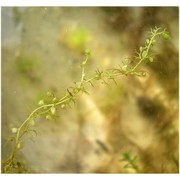 utricularia minor l.