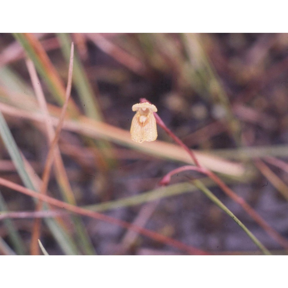 utricularia minor l.