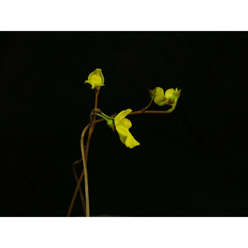 utricularia ochroleuca r. w. hartm.