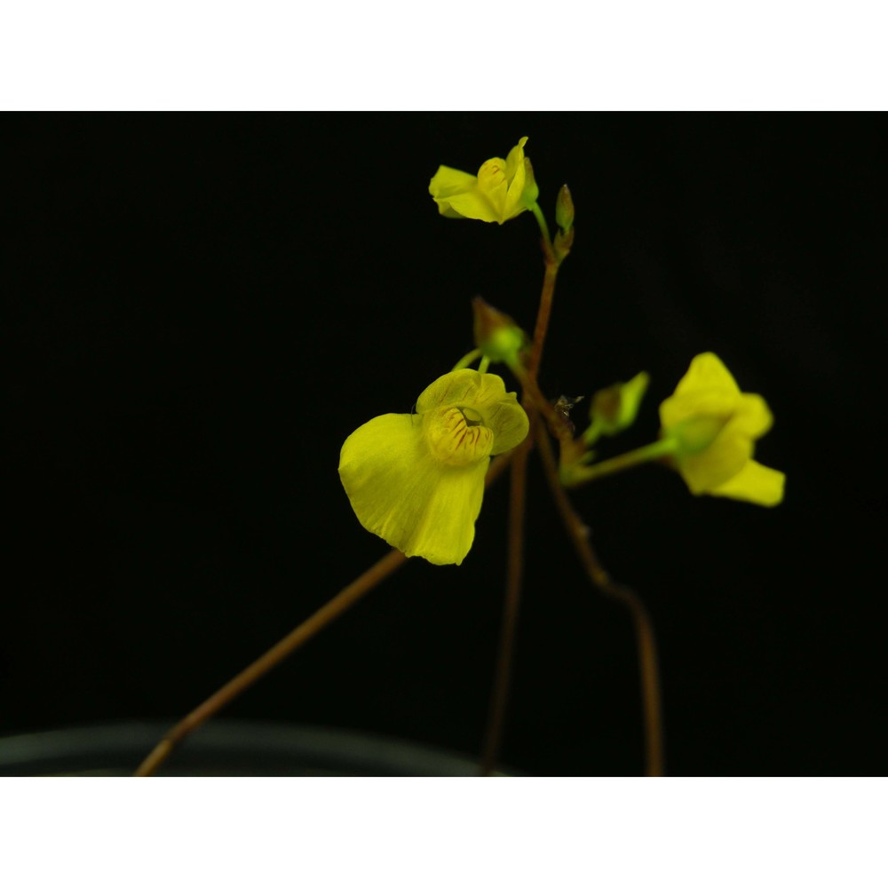 utricularia ochroleuca r. w. hartm.