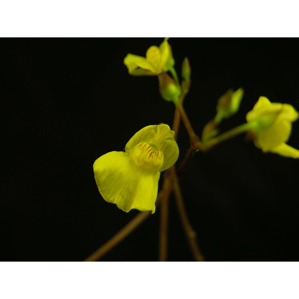 utricularia ochroleuca r. w. hartm.