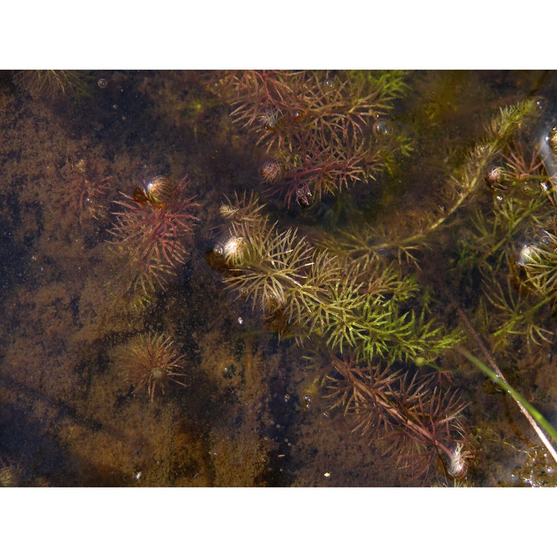 utricularia stygia g. thor