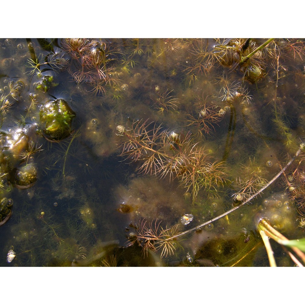 utricularia stygia g. thor