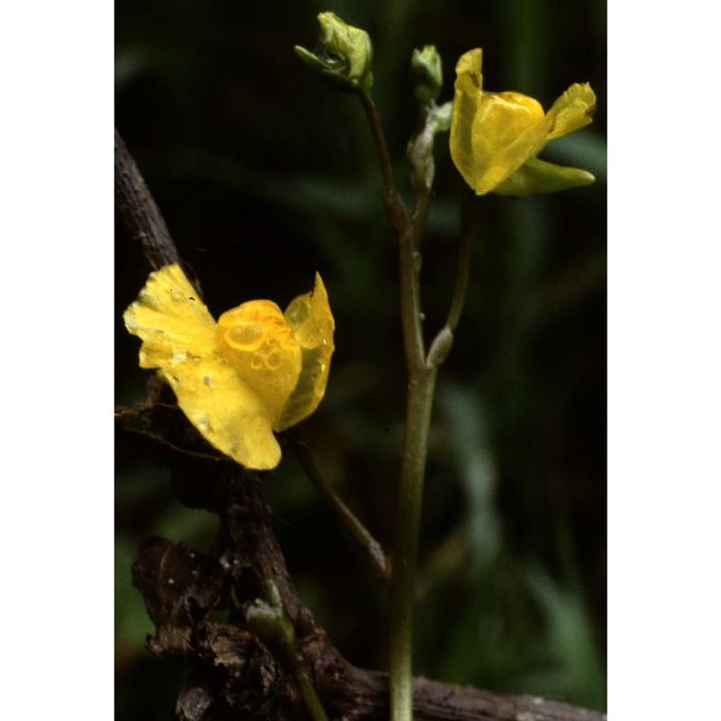 utricularia vulgaris l.