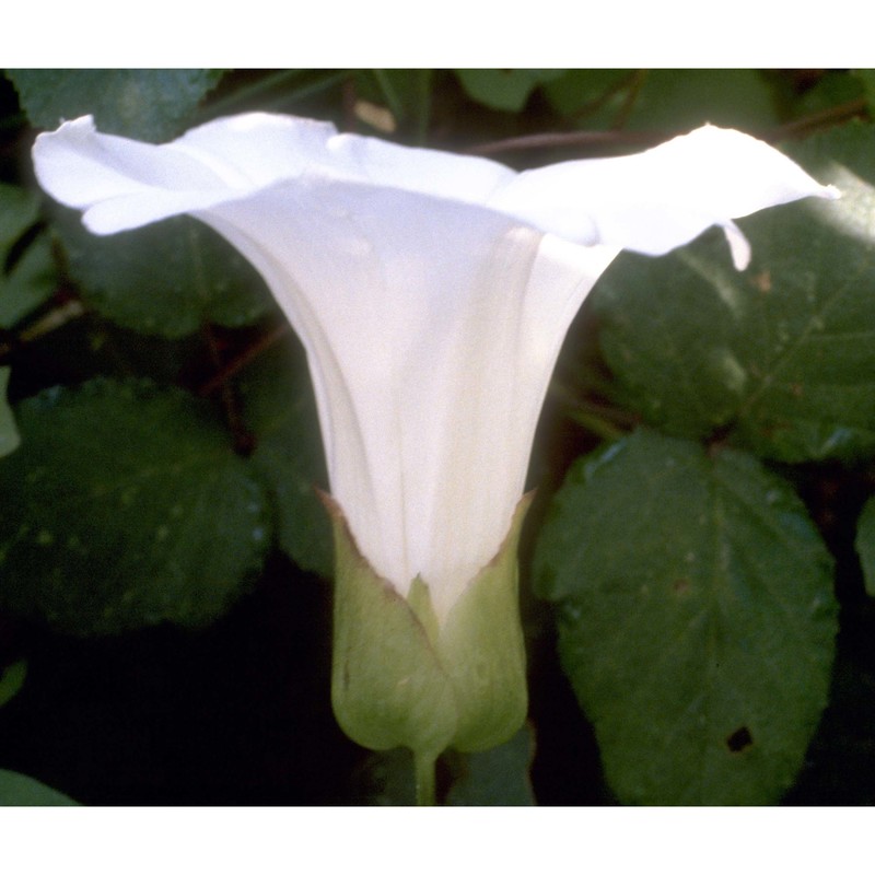 calystegia sepium (l.) r. br.