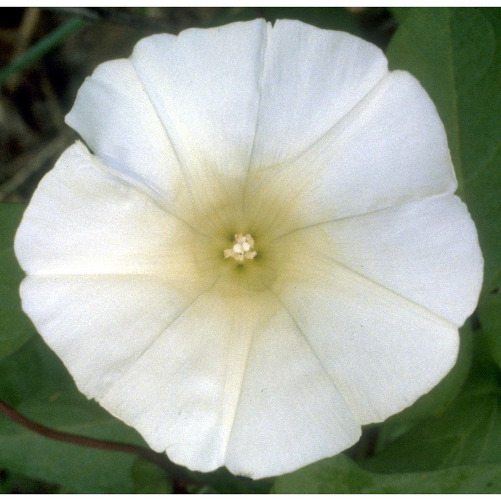 calystegia sepium (l.) r. br.