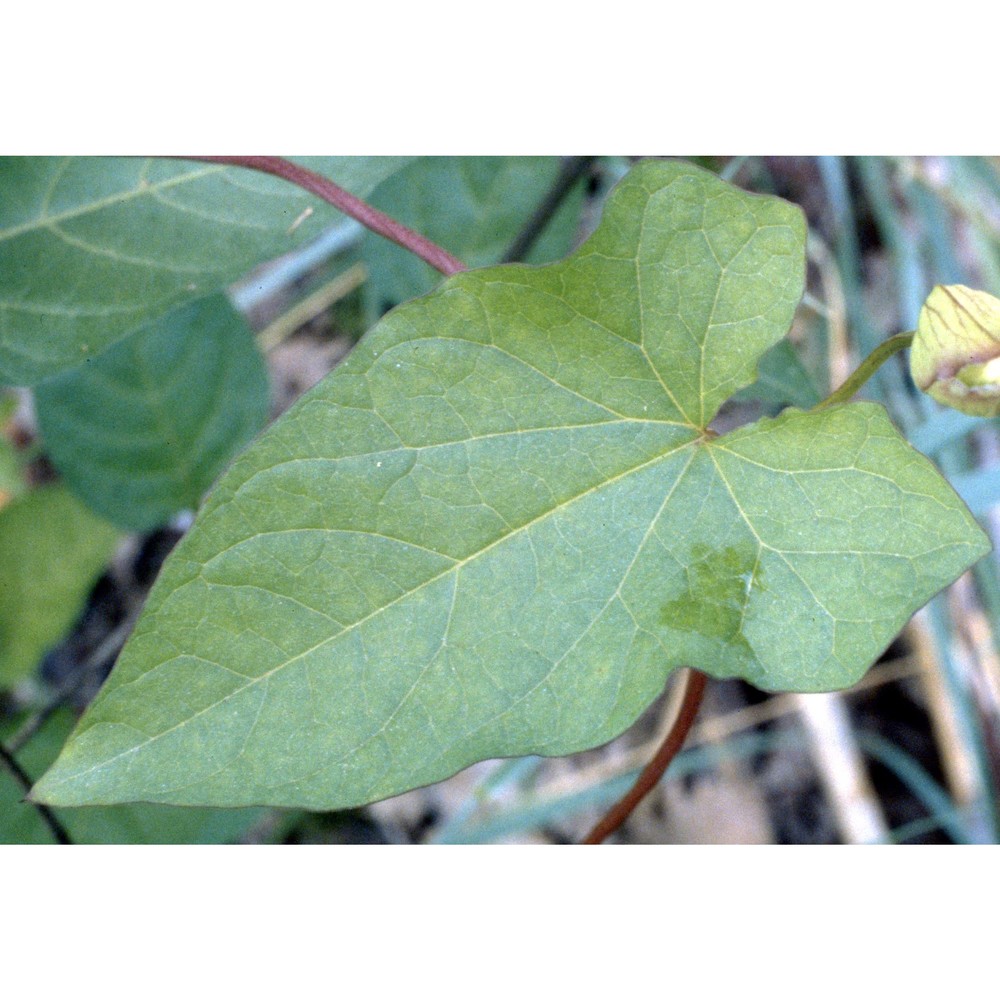 calystegia sepium (l.) r. br.