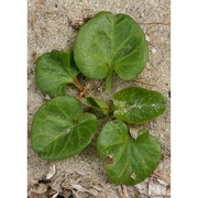 calystegia soldanella (l.) r. br.