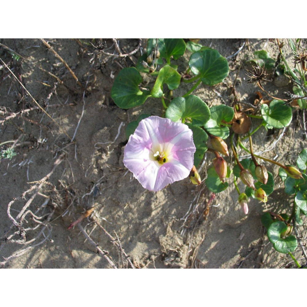 calystegia soldanella (l.) r. br.