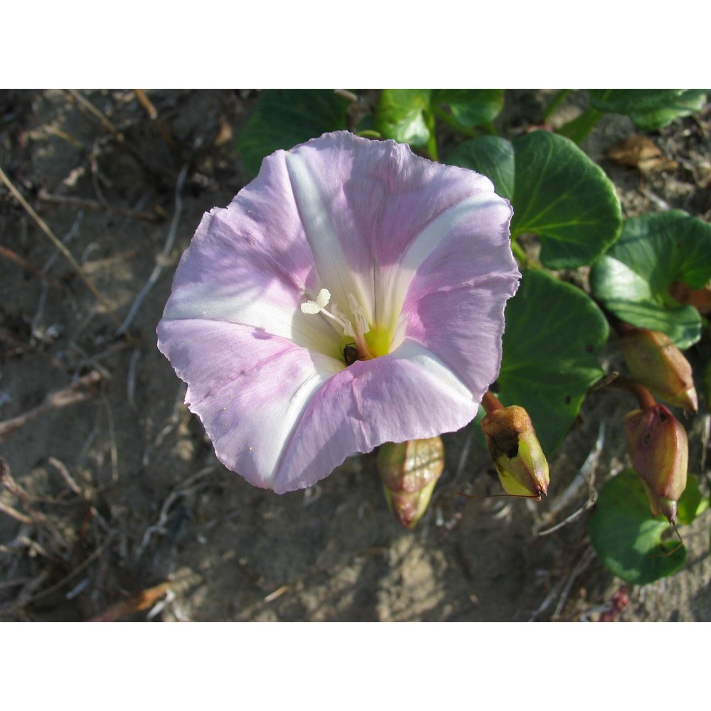 calystegia soldanella (l.) r. br.