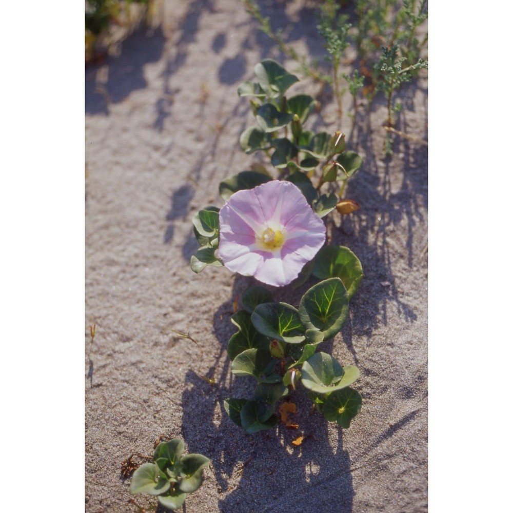 calystegia soldanella (l.) r. br.