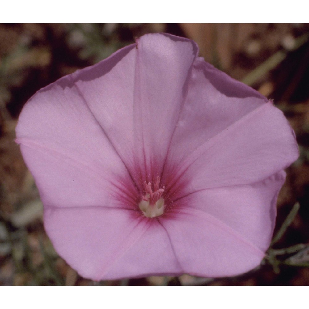 convolvulus althaeoides l.