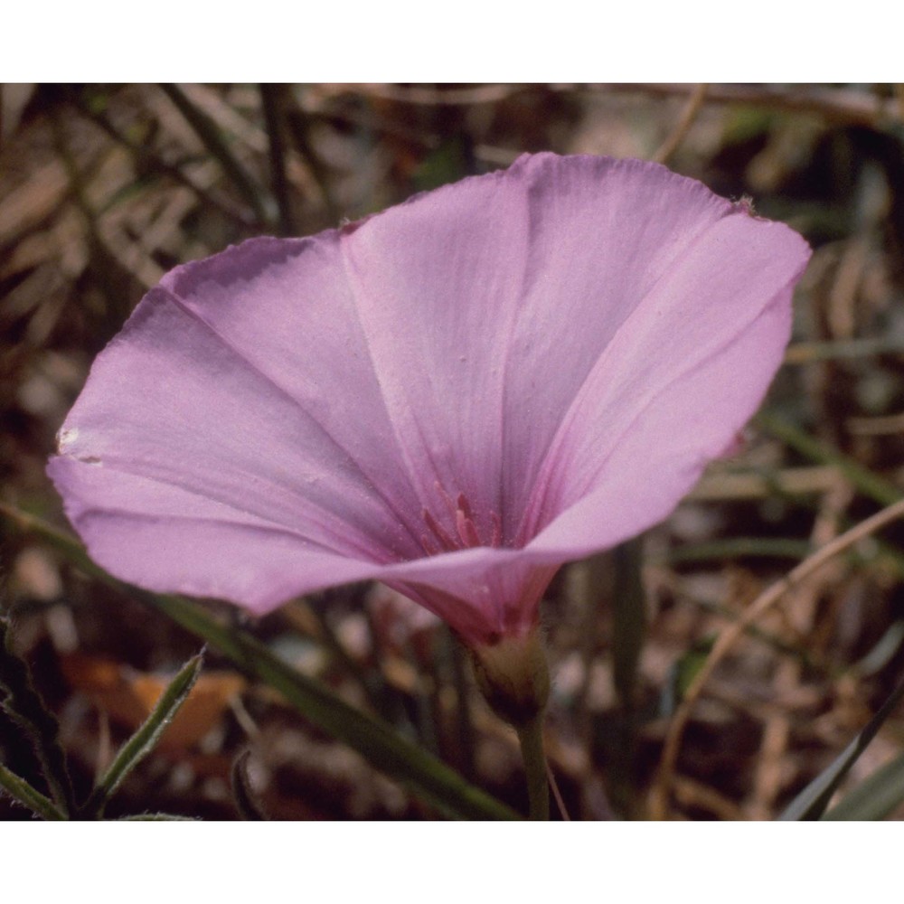 convolvulus althaeoides l.