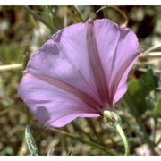 convolvulus althaeoides l.