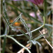 convolvulus althaeoides l.