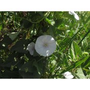 convolvulus betonicifolius mill.