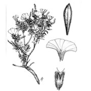 convolvulus cneorum l.