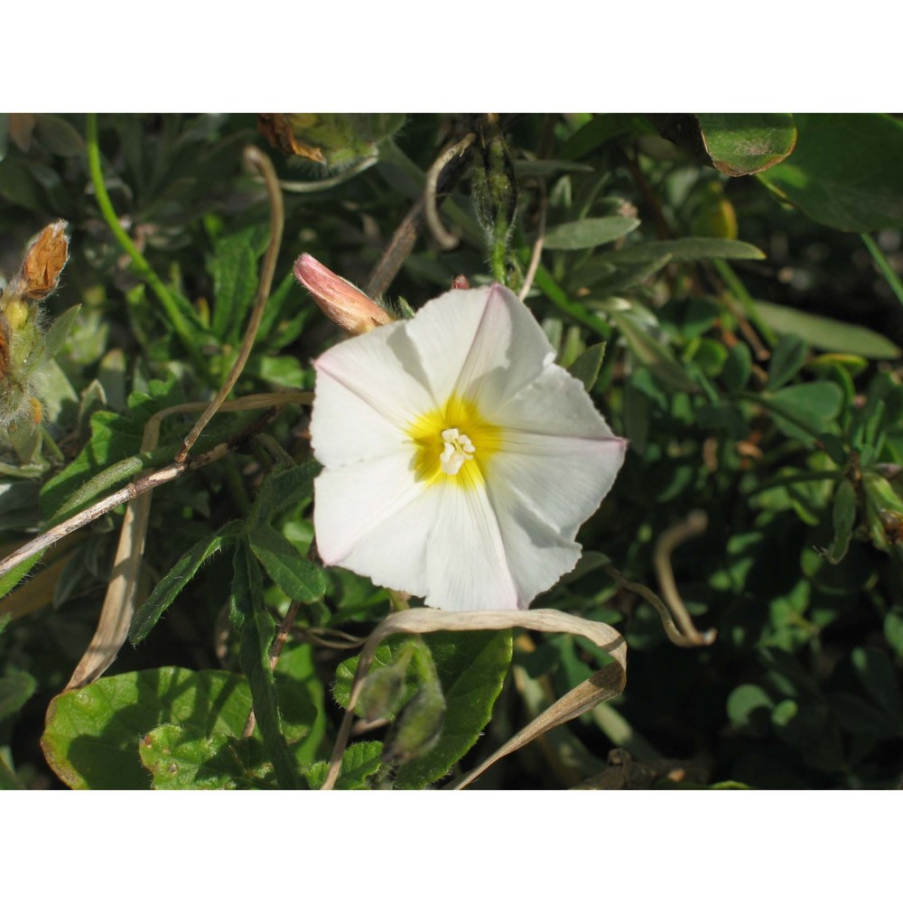 convolvulus cneorum l.