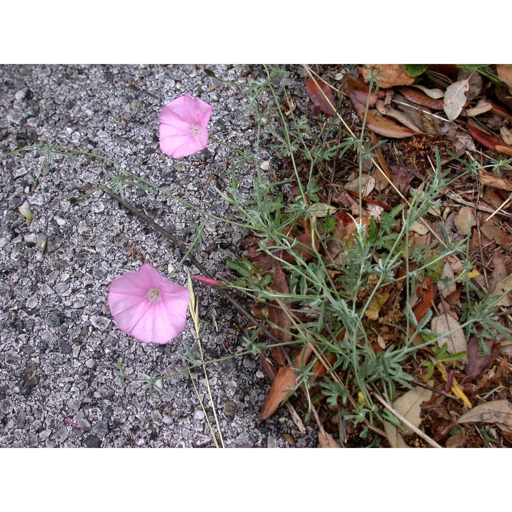 convolvulus elegantissimus mill.