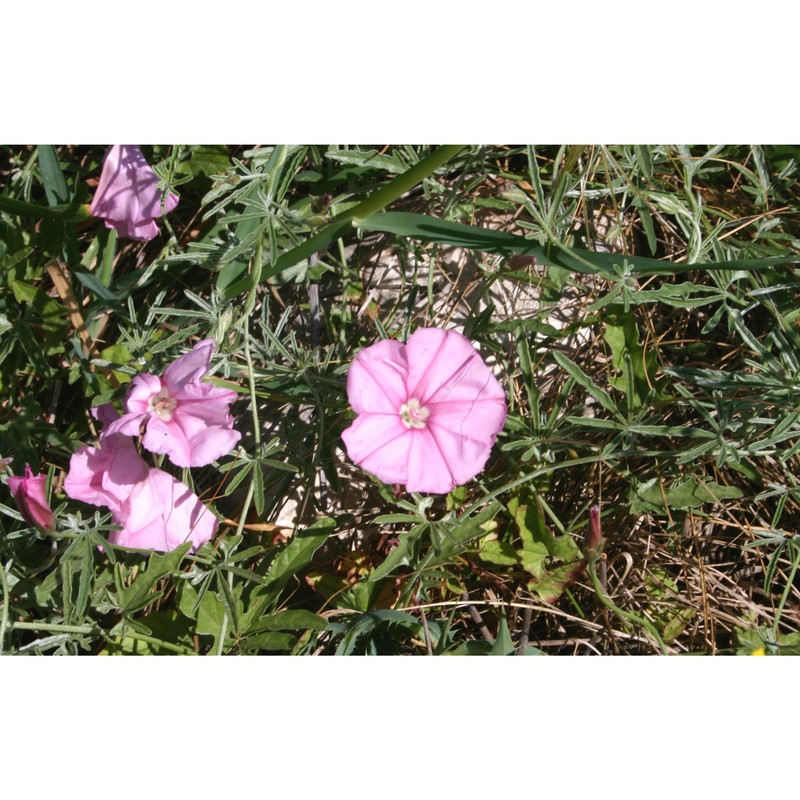 convolvulus elegantissimus mill.