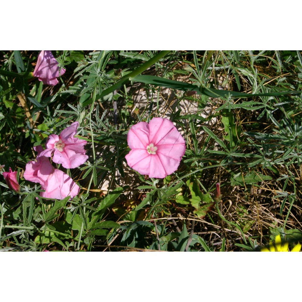 convolvulus elegantissimus mill.