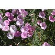 convolvulus elegantissimus mill.