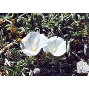 convolvulus lineatus l.