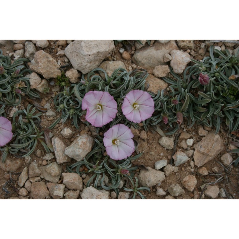 convolvulus lineatus l.