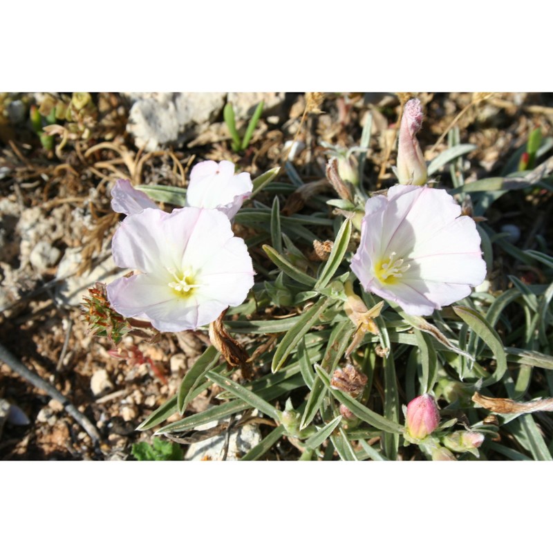 convolvulus lineatus l.