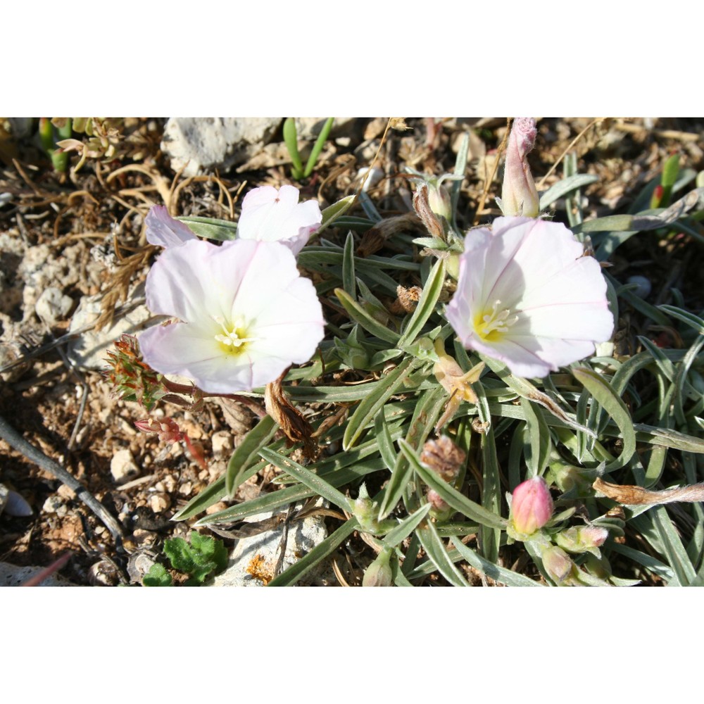 convolvulus lineatus l.