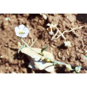 convolvulus pentapetaloides l.