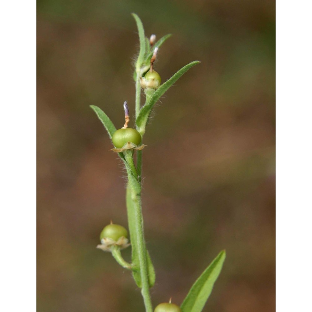 convolvulus pentapetaloides l.