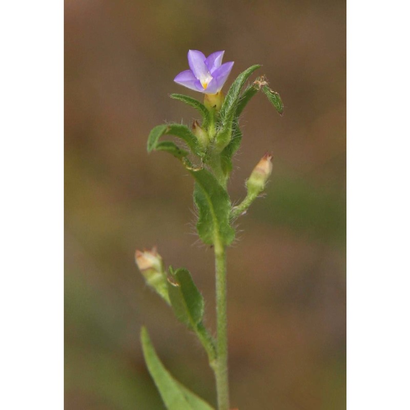 convolvulus pentapetaloides l.