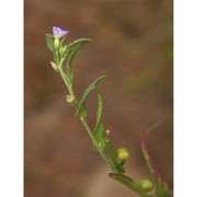 convolvulus pentapetaloides l.