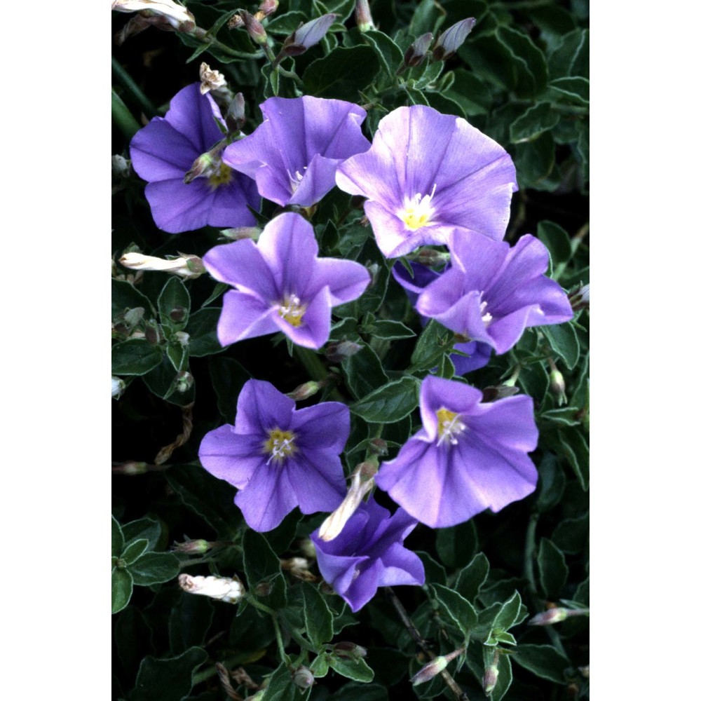 convolvulus sabatius viv.