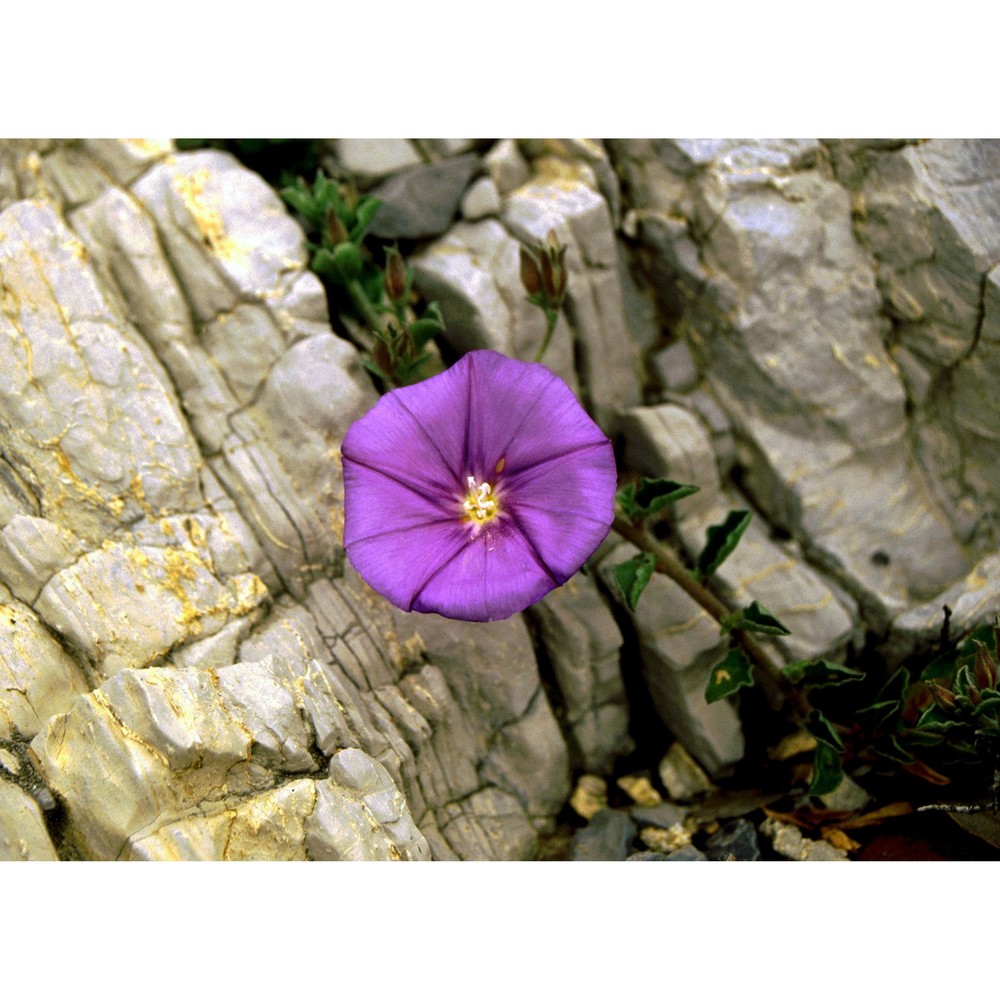 convolvulus sabatius viv.