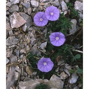 convolvulus sabatius viv.