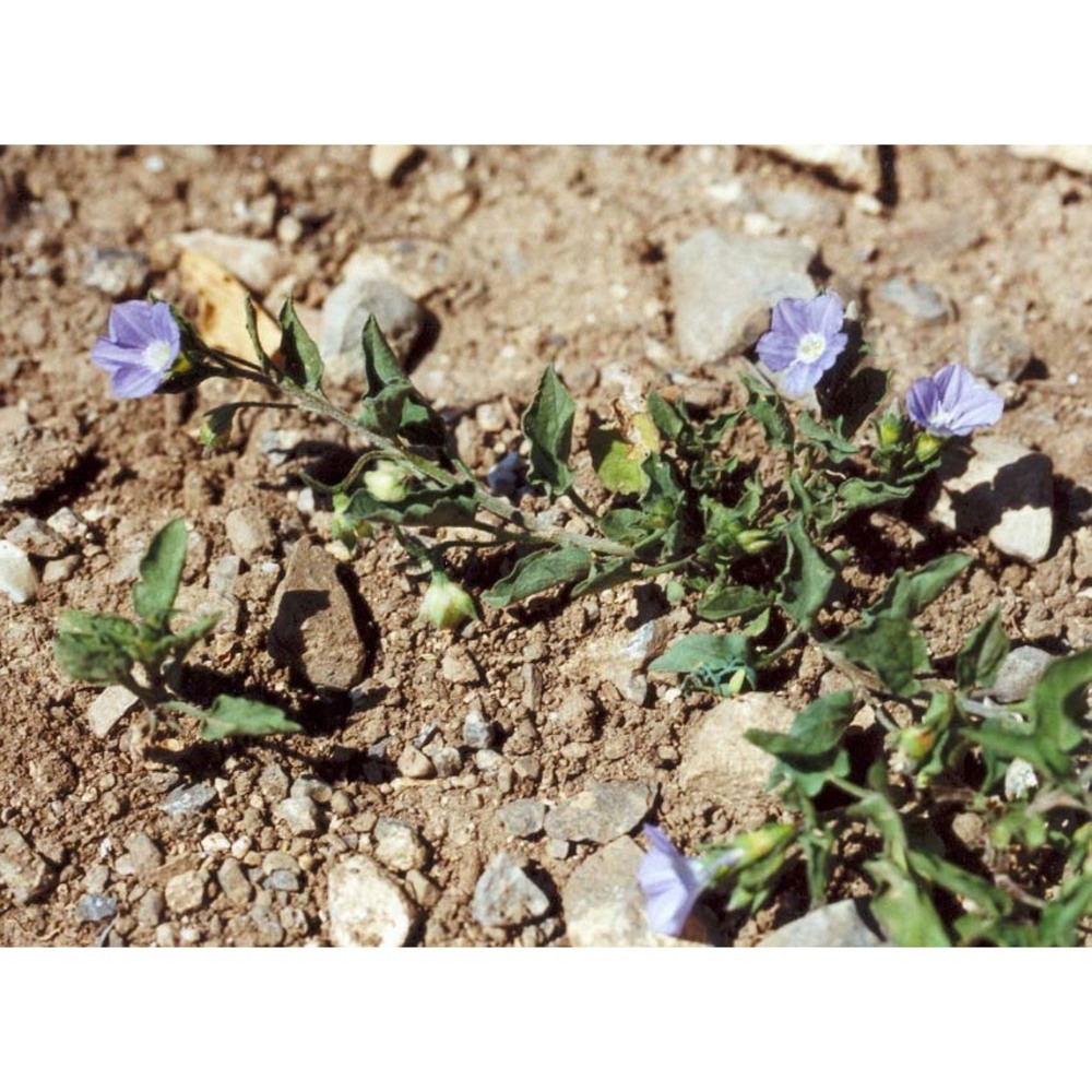 convolvulus siculus l.