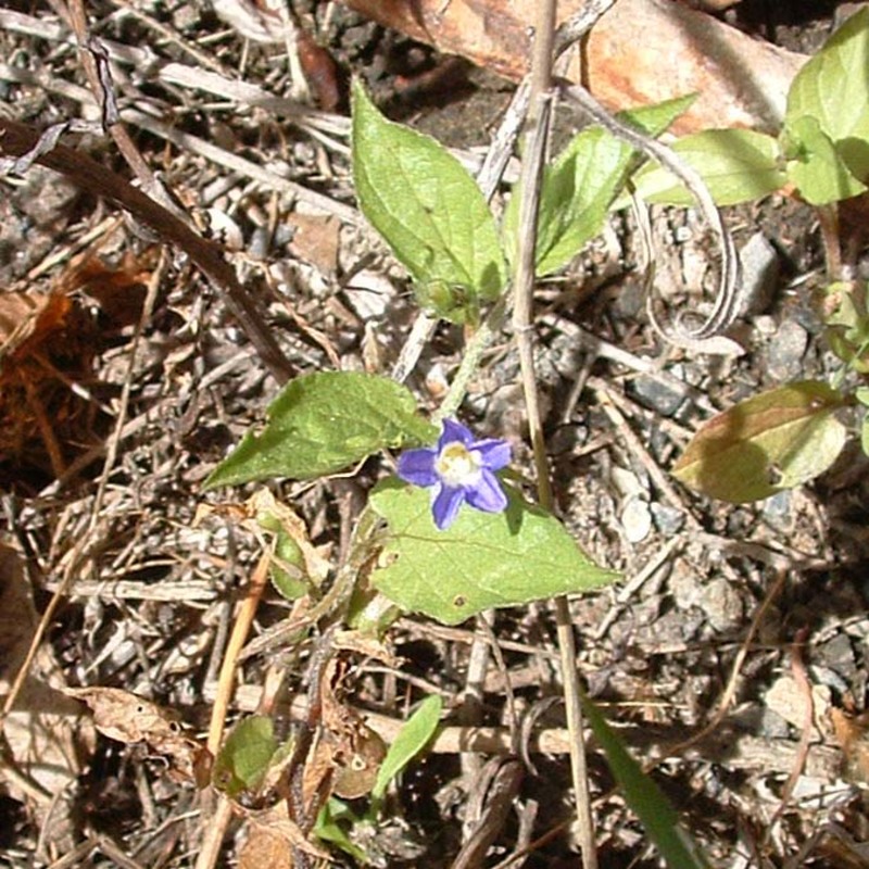 convolvulus siculus l.