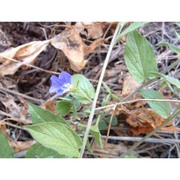 convolvulus siculus l.