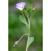 convolvulus tricolor l.