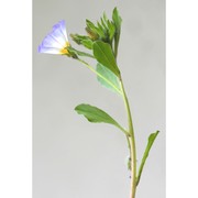 convolvulus tricolor l.