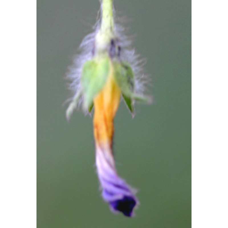 convolvulus tricolor l.