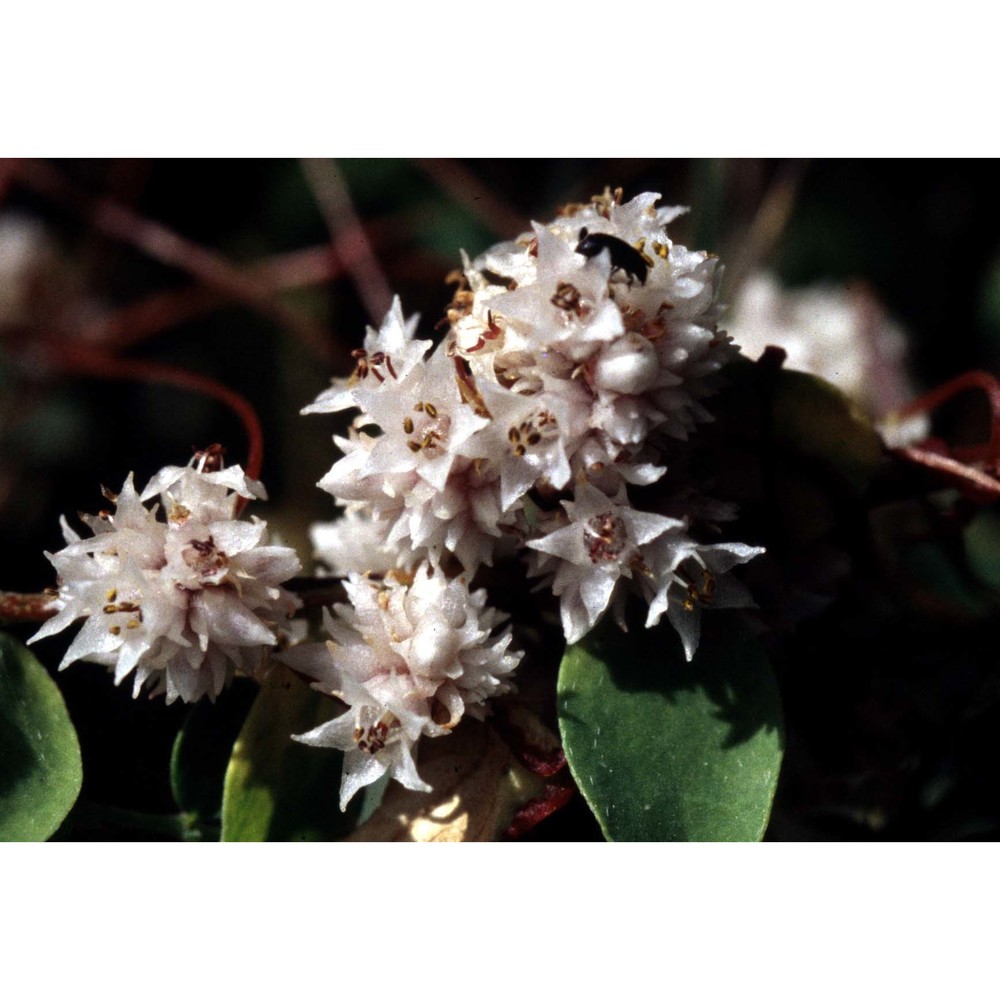 cuscuta approximata bab.